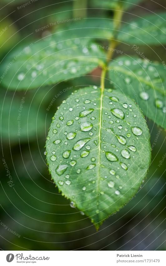 Regentag Garten Umwelt Natur Pflanze Urelemente Wasser schlechtes Wetter Blume Rose Blatt Tropfen frisch hell nass natürlich Ehre Akzeptanz Vertrauen Sicherheit