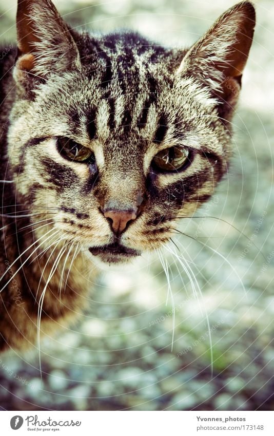 In the light Farbfoto Außenaufnahme Textfreiraum unten Tag Reflexion & Spiegelung Lichterscheinung Sonnenlicht Tierporträt Blick Haustier Katze Tiergesicht Fell