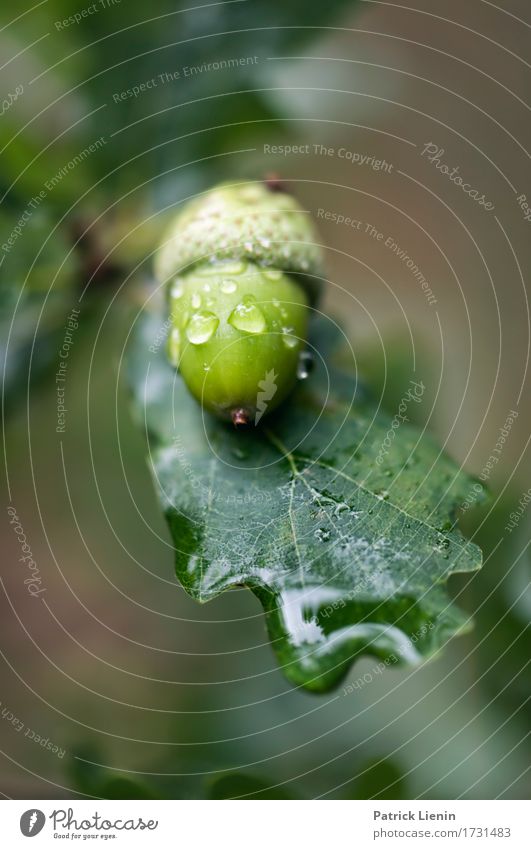 Eichenwald Umwelt Natur Pflanze Herbst Klima Wetter Schönes Wetter Regen Baum Blatt Wald Tropfen frisch Gesundheit hell schön einzigartig nass natürlich positiv