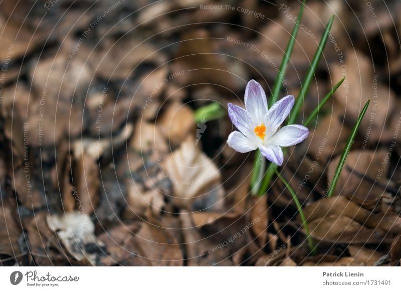 Frühlingserwachen schön Garten Dekoration & Verzierung Gartenarbeit Umwelt Natur Landschaft Pflanze Urelemente Erde Wetter Blume Gras Blatt Park Wiese