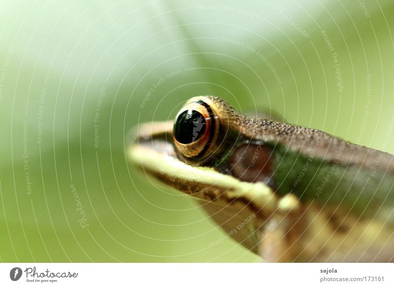 happy birthday froggy Natur Tier Urwald Malaysia Borneo Asien Wildtier Frosch Tiergesicht Froschauge Froschkönig 1 beobachten Blick sitzen warten braun grün