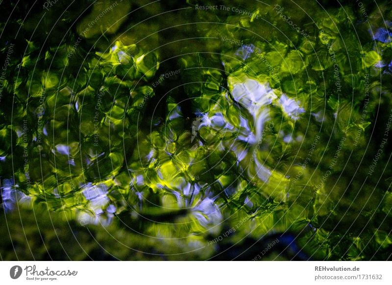 Spiegelung im Bach Umwelt Natur Landschaft Pflanze Baum Grünpflanze Wald Wasser außergewöhnlich dunkel frisch natürlich grün Kreativität Farbfoto Außenaufnahme