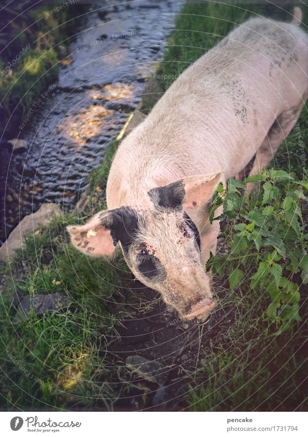 schweinebach Natur Landschaft Urelemente Erde Wasser Sommer Pflanze Gras Sträucher Garten Park Wiese Bach Tier Haustier Nutztier Streichelzoo 1 Zeichen