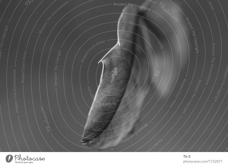 Blatt Natur Pflanze Sommer Herbst Bewegung Blühend verblüht ästhetisch authentisch einfach elegant natürlich grau schwarz Gelassenheit geduldig ruhig Design