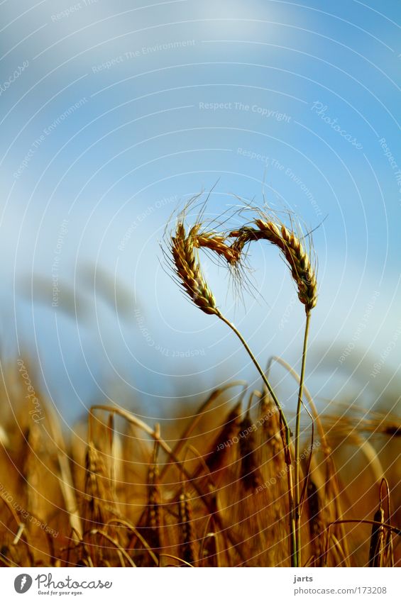 nature love Umwelt Sommer Nutzpflanze Feld Herz natürlich Leben Liebe Natur jarts Kornfeld Getreide Bioprodukte Biologische Landwirtschaft Biokraftstoff