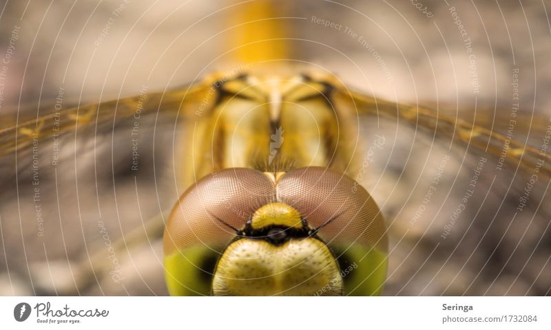 Glubschaugen Tier Wildtier Fliege Tiergesicht Flügel 1 fliegen Libelle Libellenflügel Farbfoto mehrfarbig Außenaufnahme Nahaufnahme Detailaufnahme Makroaufnahme