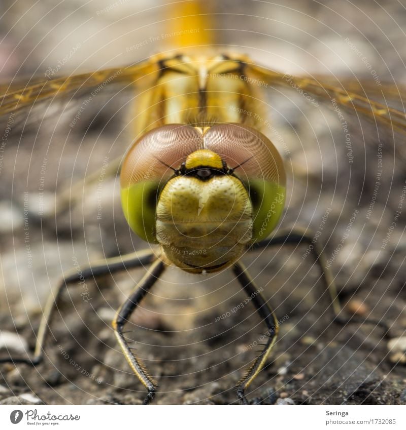 Glubschaugen im Quadrat Tier Wildtier Fliege Tiergesicht Flügel 1 fliegen Groß Libelle Libellenflügel Farbfoto mehrfarbig Außenaufnahme Nahaufnahme