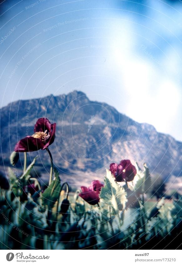 Morbid Blume Mohn verblüht morbid Unschärfe positive liquid welk