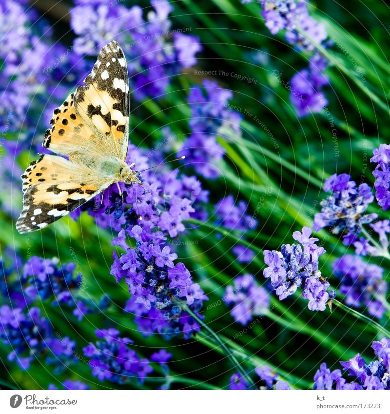 Man sagte mir, der heißt Distelfalter. Farbfoto Außenaufnahme Makroaufnahme Tag Natur Sommer Pflanze Blume Sträucher Blüte Lavendel Tier Wildtier Schmetterling