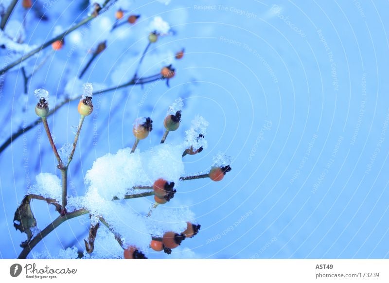 Hagebutte mit Schnee Farbfoto Außenaufnahme Menschenleer Textfreiraum rechts Textfreiraum oben Tag Schwache Tiefenschärfe Winter Winterurlaub Umwelt Natur