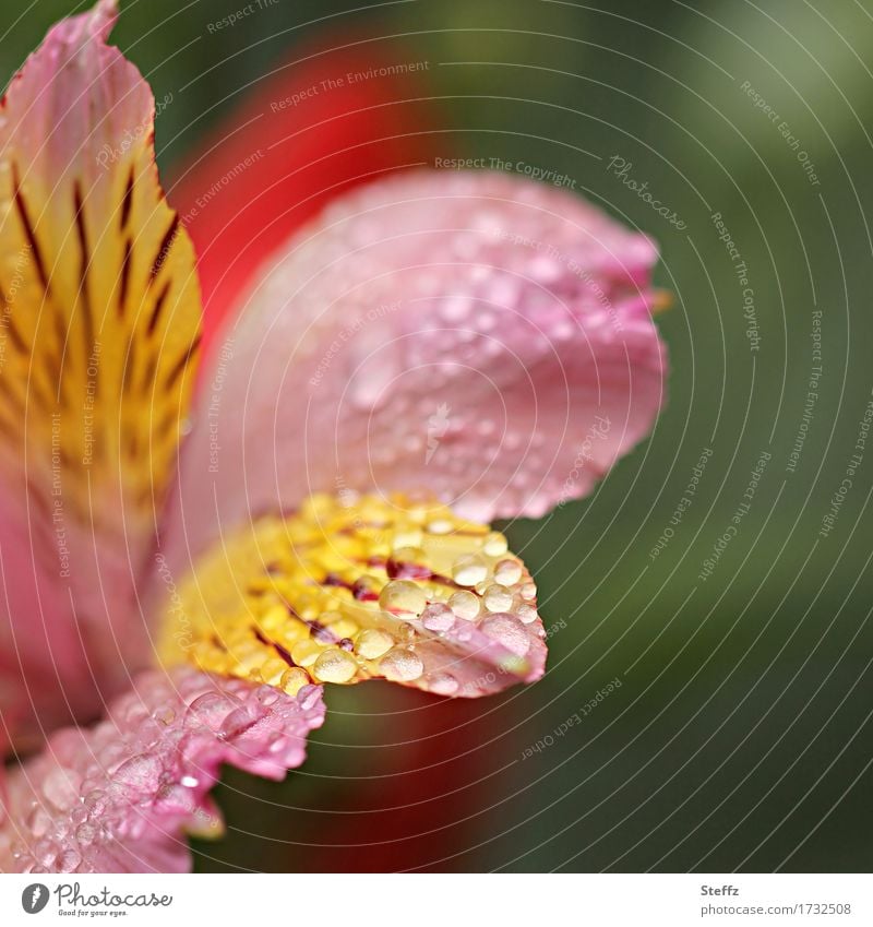 Peruanische Lilie mit Regentropfen Inkalilie Peruanische Inkalilie Alstroemeria Lilienblüte blühende Lilie Juli Blume Blüte Tropfen Tropfenbild