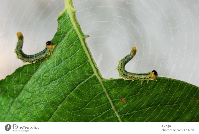 in ordine et agmine Farbfoto Außenaufnahme Textfreiraum rechts Tag Tierporträt Natur Pflanze Blatt Schmetterling Raupe 2 Fressen füttern hängen sitzen kaputt