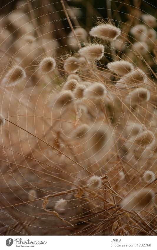 Herbstliches Puschel-Gras 3 Umwelt Natur Pflanze Wiese Feld trocken gold herbstlich Gräserblüte Ähren Halm Dürre Erntedankfest Farbfoto Außenaufnahme