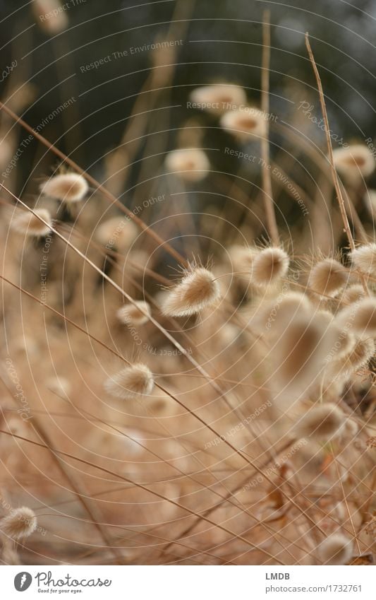 Herbstliches Puschel-Gras Umwelt Natur Pflanze Wiese Feld trocken weich gold Gräserblüte Getreide Dürre strohig Halm beige Ähren Erntedankfest Außenaufnahme