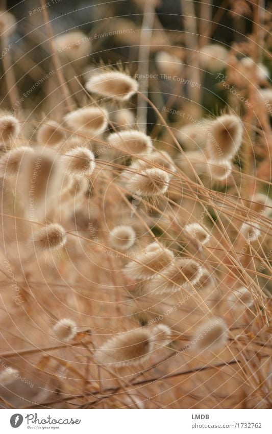 Herbstliches Puschel-Gras 2 Umwelt Natur Pflanze Garten Wiese Feld trocken weich gold Gräserblüte strohig Ähren Halm Dürre herbstlich Herbstfärbung