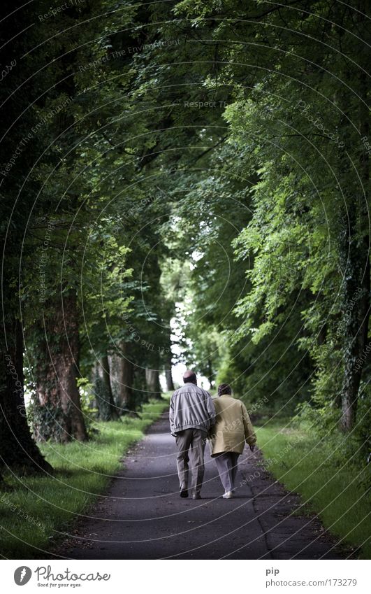 bis dass der tod uns scheidet Farbfoto Gedeckte Farben Außenaufnahme Dämmerung Spaziergang Mensch Paar Senior 2 60 und älter Natur Sommer Baum Park Wald