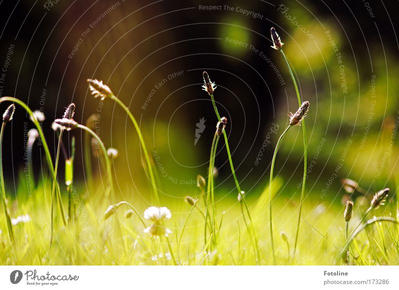 ... und Klee Farbfoto Außenaufnahme Tag Umwelt Natur Landschaft Pflanze Erde Luft Schönes Wetter Gras Blatt Grünpflanze Wildpflanze Wiese Feld ästhetisch Duft