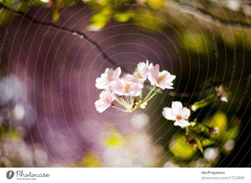 Kirschblüte 2 Ferien & Urlaub & Reisen Tourismus Ausflug Ferne Freiheit Sightseeing Städtereise wandern Umwelt Natur Landschaft Pflanze Frühling Schönes Wetter