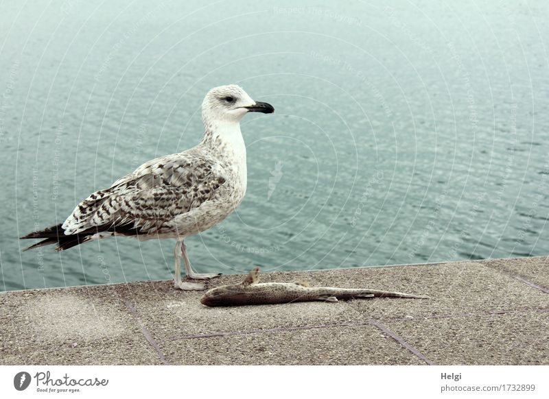 meins! Umwelt Natur Tier Wasser Frühling Küste Meer Mittelmeer Insel Mallorca Wildtier Totes Tier Vogel Fisch Möwe 2 Stein liegen Blick stehen authentisch