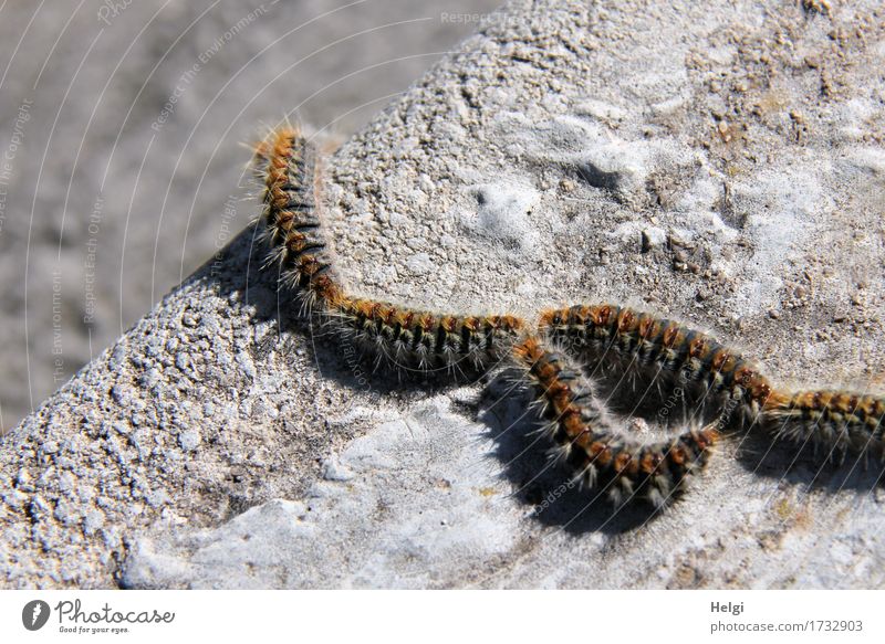 Pinienprozessionsspinner Umwelt Natur Tier Frühling Fußweg Raupe Tiergruppe Stein krabbeln authentisch außergewöhnlich Zusammensein einzigartig klein natürlich