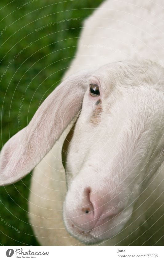 Hey Du, ich mag Dich! Tier Nutztier Schaf 1 Gefühle Zufriedenheit Sympathie Tierliebe Natur Farbfoto Außenaufnahme Morgen Unschärfe Totale Tierporträt