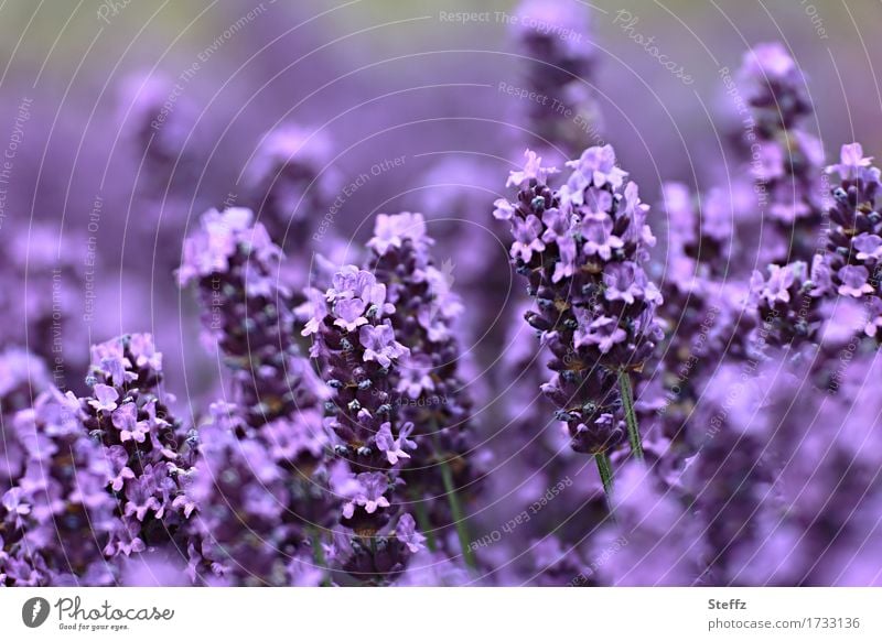 violet summer Lavendel Lavendelblüten Lavendelduft Lavendelfarben blühender Lavendel Heilpflanze Juli Blütezeit duften Lavendelbeet Duft betörender Duft duftend