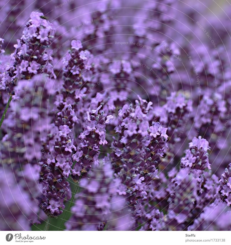 Lavendel blüht violett Lavendelblüten Lavendelduft Lavendelbeet blühender Lavendel Lavendelfarben Heilpflanze lila Blumen violette Blüten violette Blumen