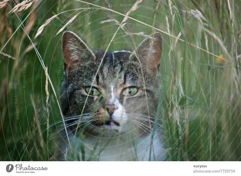 ... Umwelt Natur Landschaft Pflanze Tier Klima Klimawandel Wetter Schönes Wetter Gras Sträucher Garten Park Wiese Feld beobachten entdecken genießen