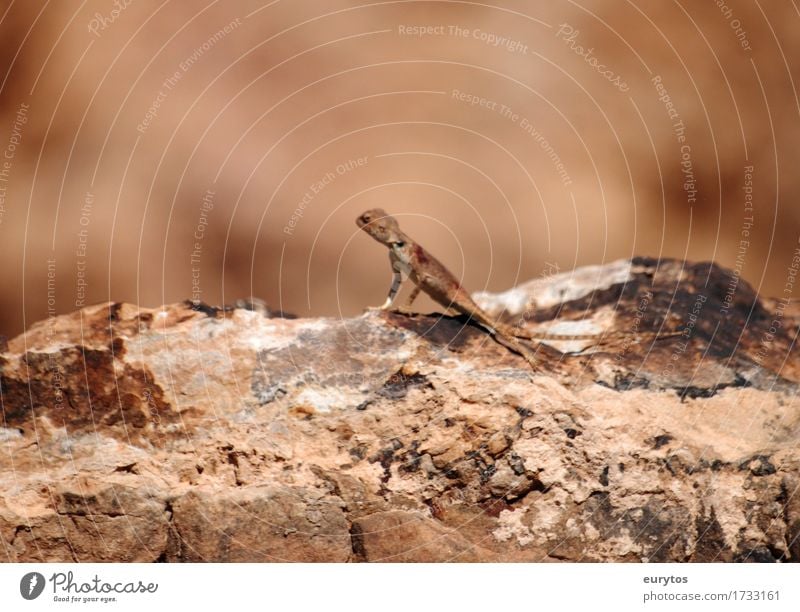 Echse Umwelt Natur Tier Sonne Sommer Wildtier 1 braun Umweltschutz Tarnung Echsen Farbfoto Außenaufnahme Nahaufnahme Textfreiraum oben Tag Tierporträt