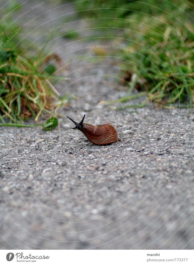 damals auf der Rennstrecke... Farbfoto Außenaufnahme Umwelt Natur Erde Park Wiese Verkehr Tier Schnecke 1 Bewegung Ekel klein schleimig braun grün Wege & Pfade