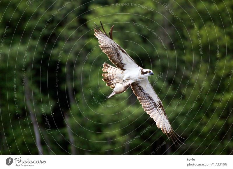 Fischadler mit Fisch Natur Tier Luft Wasser See Wildtier Vogel Greifvogel Adler 1 fangen fliegen Fressen füttern Jagd Erfolg Kraft Mecklenburg-Vorpommern