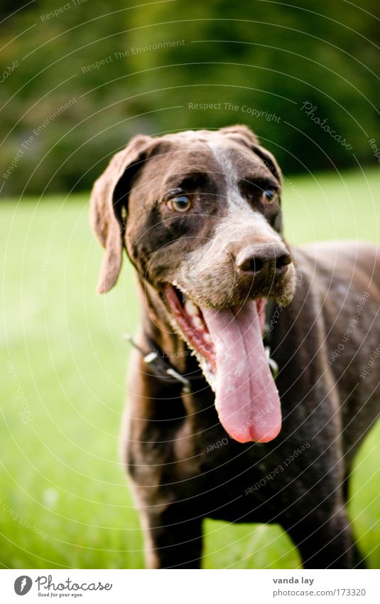 Hundeportrait mit Zunge Farbfoto Außenaufnahme Textfreiraum links Textfreiraum oben Starke Tiefenschärfe Tierporträt 1 Mut Lebensfreude Maul deutsch kurzhaar