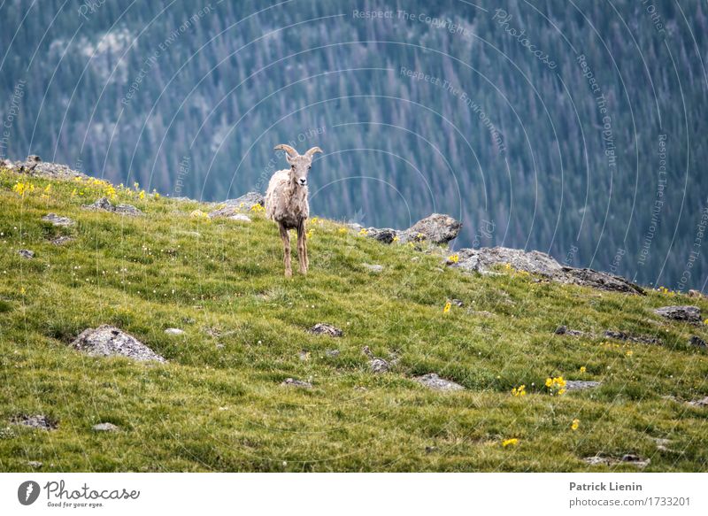 Bergziege schön Ferien & Urlaub & Reisen Tourismus Abenteuer Sommer Berge u. Gebirge Umwelt Natur Landschaft Tier Klima Klimawandel Wetter Baum Park Wiese Wald