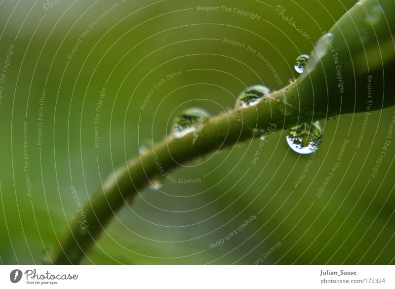 Drops Farbfoto Nahaufnahme Detailaufnahme Makroaufnahme Totale Pflanze ästhetisch Tropfen Scharf Unschärfe grün