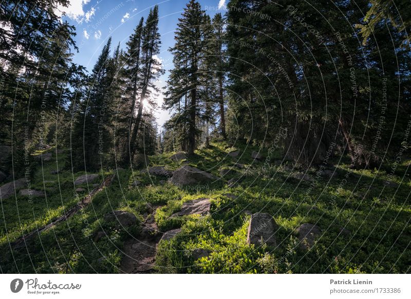 Green Froest schön Ferien & Urlaub & Reisen Tourismus Abenteuer Sommer Sonne Berge u. Gebirge wandern Umwelt Natur Landschaft Himmel Klima Klimawandel Wetter