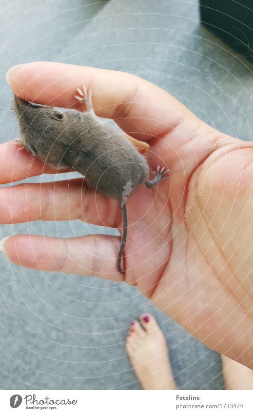 Tschüß kleine Spitzmaus! Mensch feminin Frau Erwachsene Hand Finger Fuß 1 Umwelt Natur Tier Wildtier Maus Fell Pfote frei hell natürlich weich Zehen Nagellack