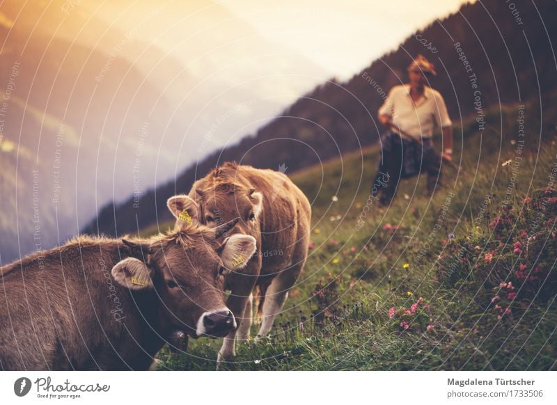 Alpkühe Mensch Umwelt Natur Landschaft Pflanze Tier Sommer Schönes Wetter Blume Gras Hügel Alpen Gipfel Kuh 2 Arbeit & Erwerbstätigkeit beobachten Zusammensein