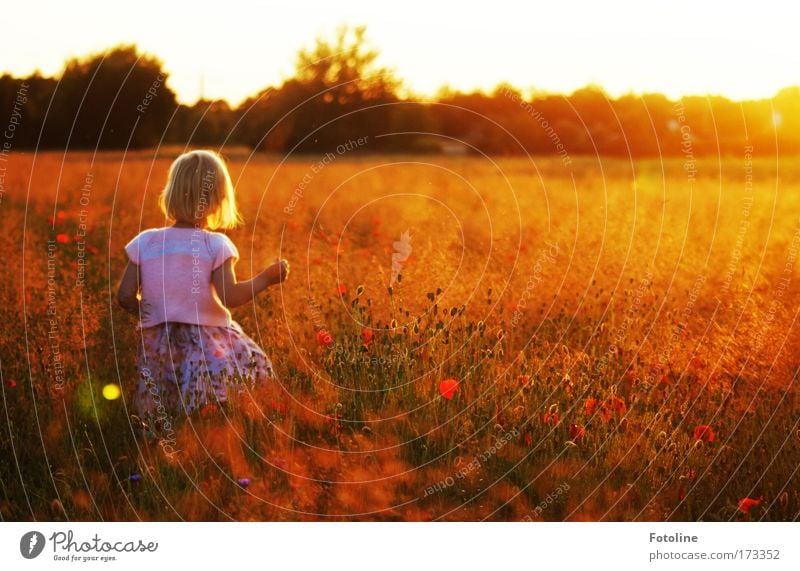 Kleine Elfe Farbfoto mehrfarbig Außenaufnahme Tag Abend Sonnenlicht Sonnenstrahlen Sonnenaufgang Sonnenuntergang Ganzkörperaufnahme Rückansicht Mensch Mädchen 1