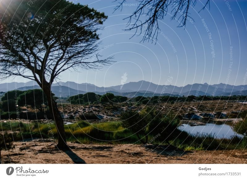 Baum vor einem Hintergrund aus Sträuchern Bergen und blauem Himmel Umwelt Natur Landschaft Pflanze Erde Sand Wasser Wolkenloser Himmel Sommer Schönes Wetter