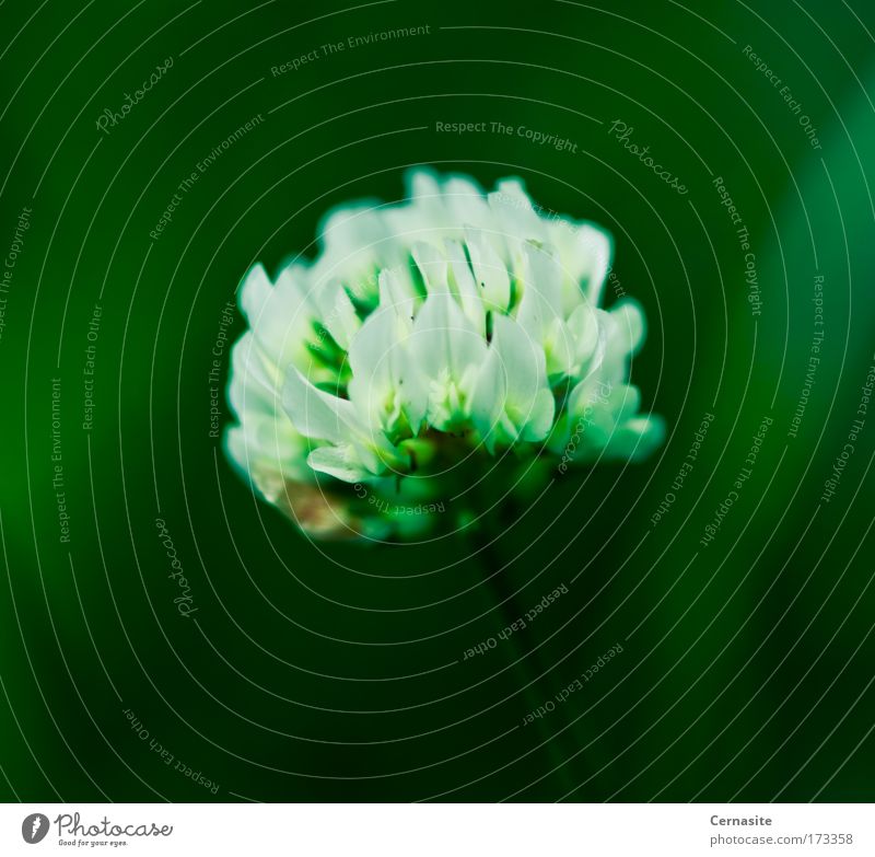 Den Moment annehmen Farbfoto Außenaufnahme Nahaufnahme Detailaufnahme Makroaufnahme Menschenleer Tag Schatten Kontrast Lichterscheinung Sonnenlicht