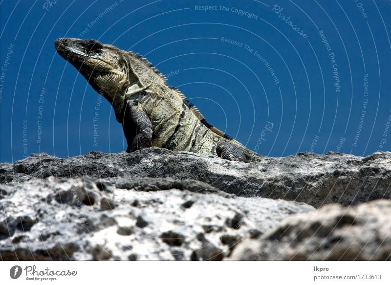 in Sand Mexiko Tulum Haut Ferien & Urlaub & Reisen Ausflug Meer Natur Pflanze Tier Felsen Küste Pfote Stein Linie dreckig wild gelb grau grün schwarz weiß