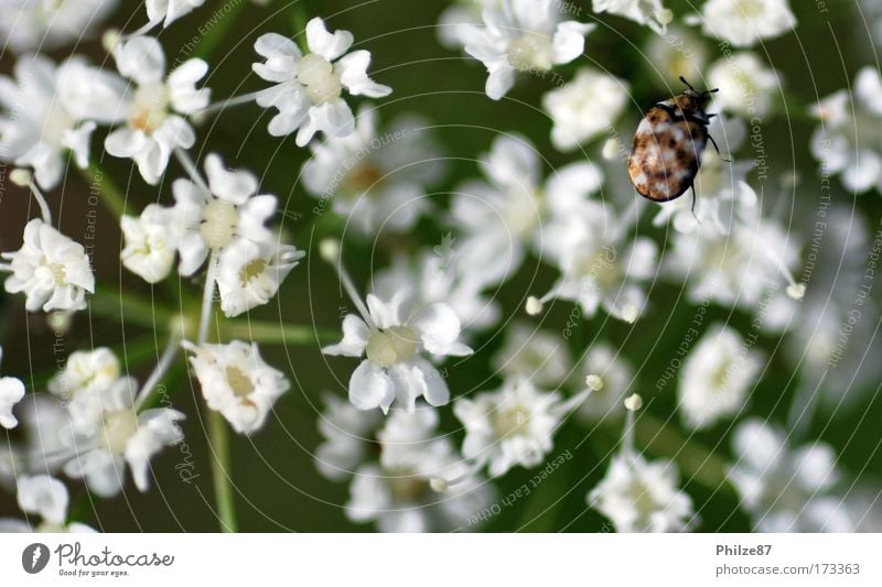 Schwarmlos Farbfoto Außenaufnahme Tag Schwache Tiefenschärfe Natur Pflanze Blume Blüte Grünpflanze Wildpflanze Tier Wildtier Käfer 1 berühren Blühend krabbeln