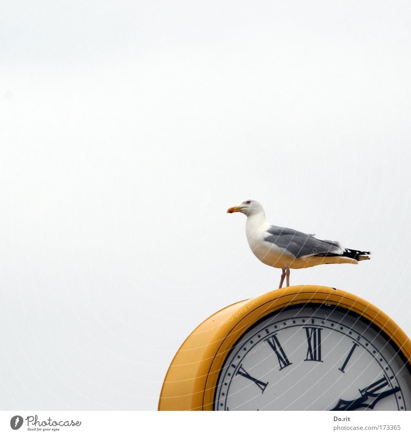 [KI09.1] Punkt 14:11 Uhr Zeitmaschine Messinstrument Luft Himmel Strand Ostsee Tier Vogel Möwe sitzen warten gelb grau weiß Uhrenzeiger Feder römische Ziffern