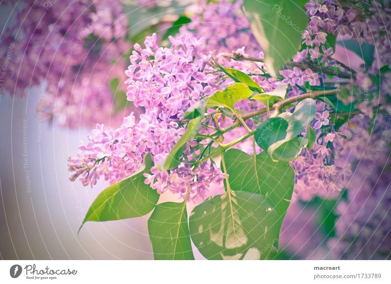 Flieder Fliederbusch violett Blühend Blume Blüte Pflanze Natur natürlich Nahaufnahme Wellness Sommer Frühling Detailaufnahme