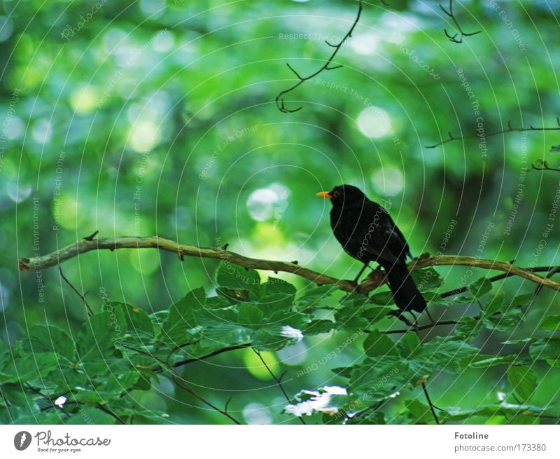 Amselchen Farbfoto Außenaufnahme Menschenleer Tag Umwelt Natur Pflanze Tier Sonne Frühling Sommer Schönes Wetter Baum Blatt Wildpflanze Wald Wildtier Vogel 1