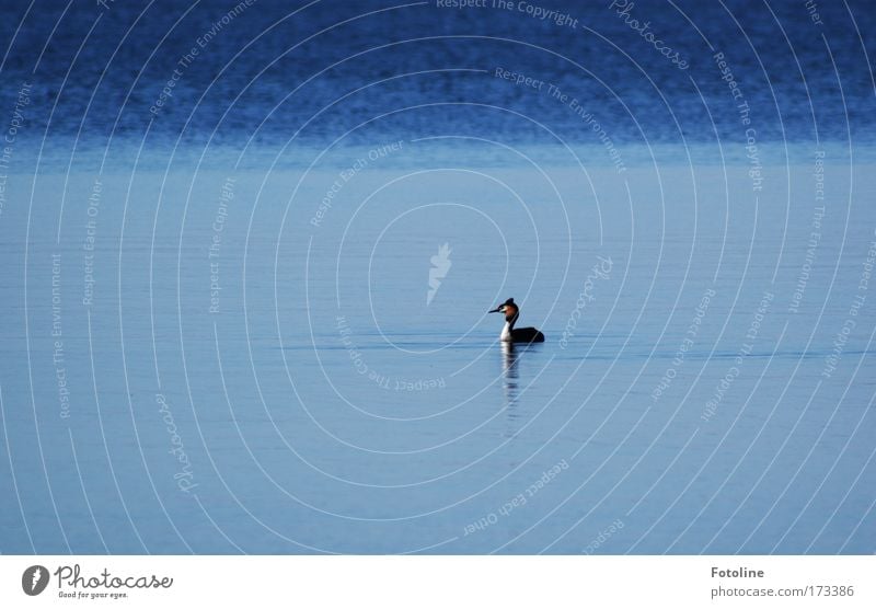 Haubentaucher Farbfoto Außenaufnahme Menschenleer Tag Umwelt Natur Tier Wasser Sommer Schönes Wetter Küste Seeufer Wildtier Vogel 1 elegant hell nass natürlich