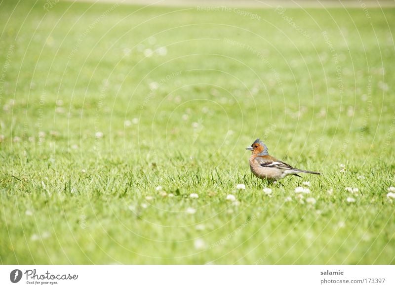 Vogel Farbfoto Außenaufnahme Menschenleer Tag Unschärfe Tierporträt Natur Gras Wiese Wildtier 1 natürlich ruhig Einsamkeit Freiheit Umwelt