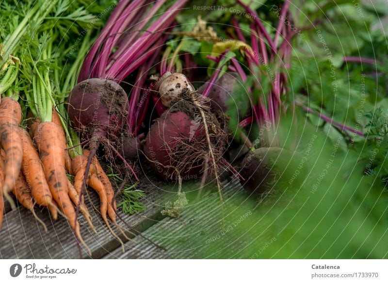 Ernte, Karotten und Rote Beete Freizeit & Hobby Gartenarbeit Gärtner Natur Pflanze Sommer Nutzpflanze Möhre Gemüsegarten dehydrieren Wachstum Duft frisch