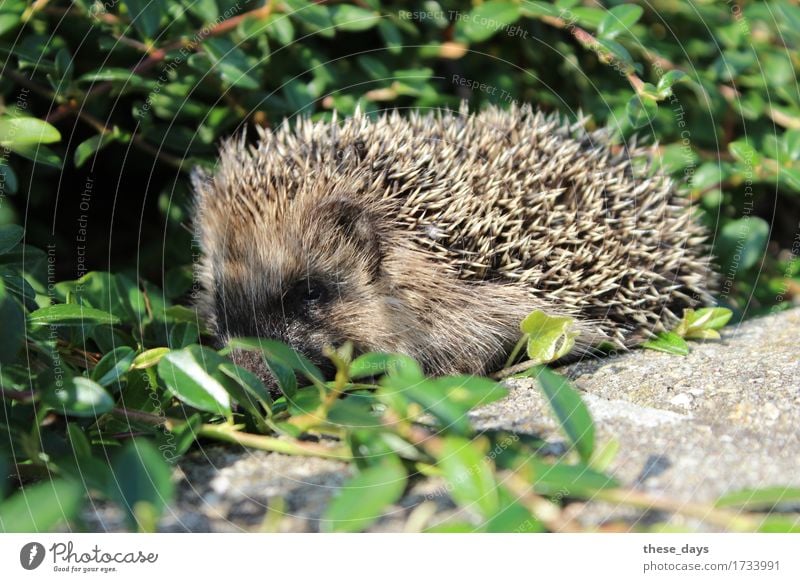 Igel Frühling Sträucher Tier Wildtier stachelig wild braun Farbfoto Außenaufnahme Nahaufnahme Menschenleer Tag Tierporträt