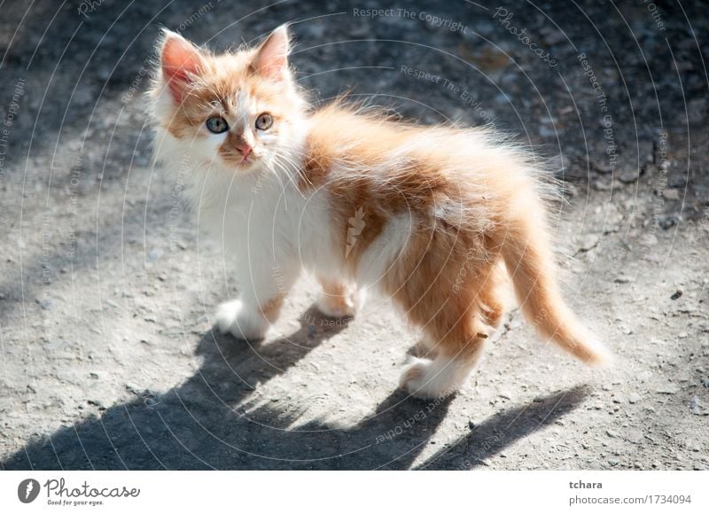 Kleine Katze schön Sommer Baby Natur Tier Pelzmantel Haustier Hund Pfote klein niedlich grün weiß Katzenbaby jung Hintergrund Maine Waschbär Ingwer reizvoll süß